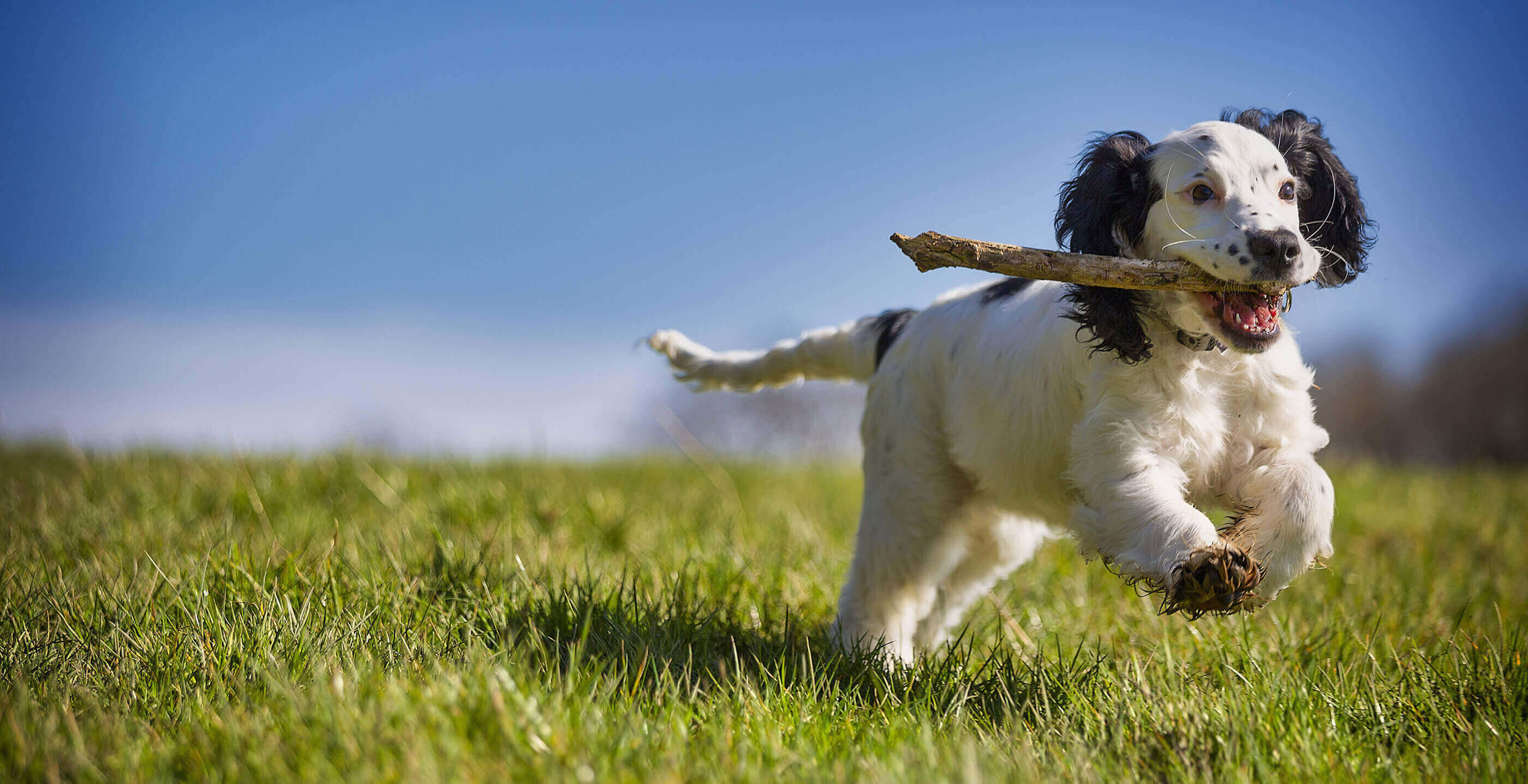 Dog running on grass sipioo
